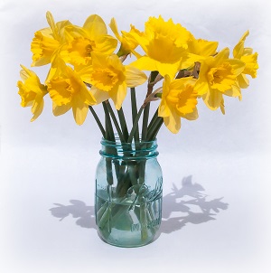daffodils-in-blue-mason-jar-2