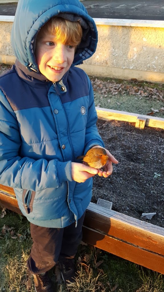 Beautiful sunny morning on the last day of November in Scoil Naomh Cualán. A little winter visitor to the school