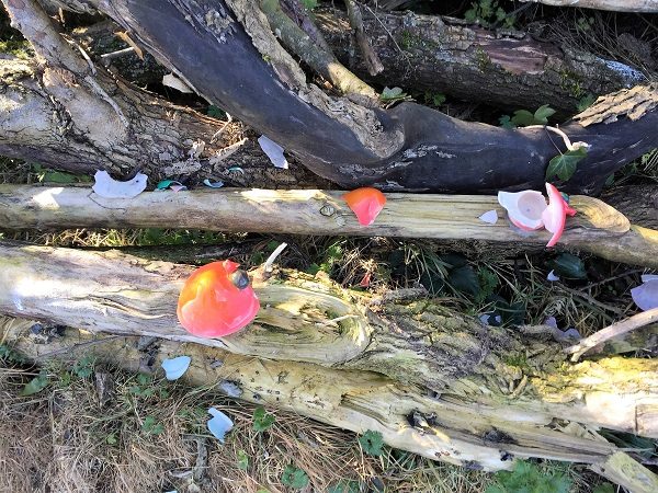 Borrisoleigh park fairy trail