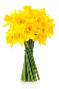 daffodils